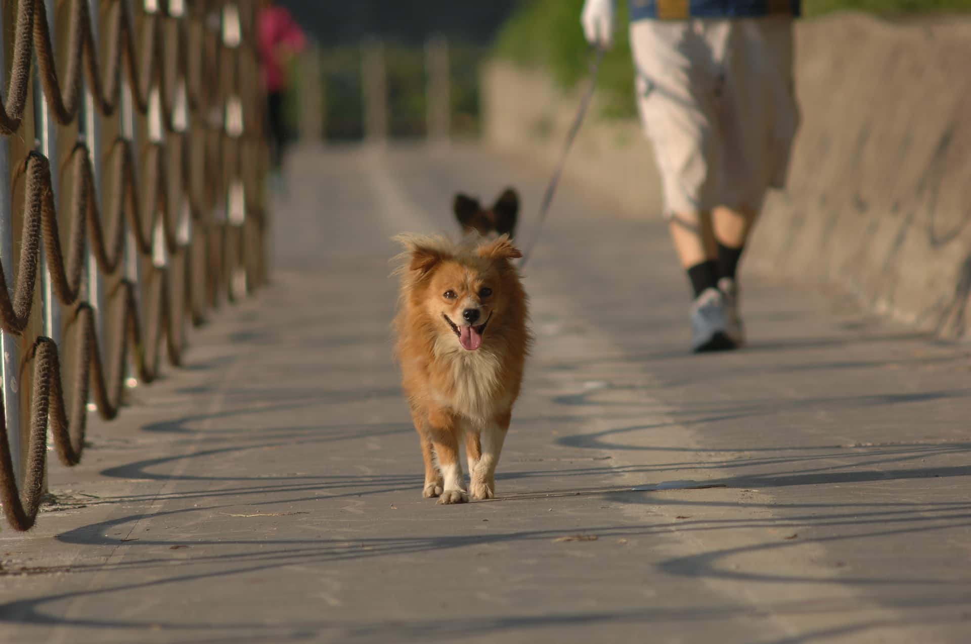 The walking pet. Щенок на прогулке. Собаки домашние на прогулке. Первая прогулка с щенком. Маленькие собачки гуляют фото.