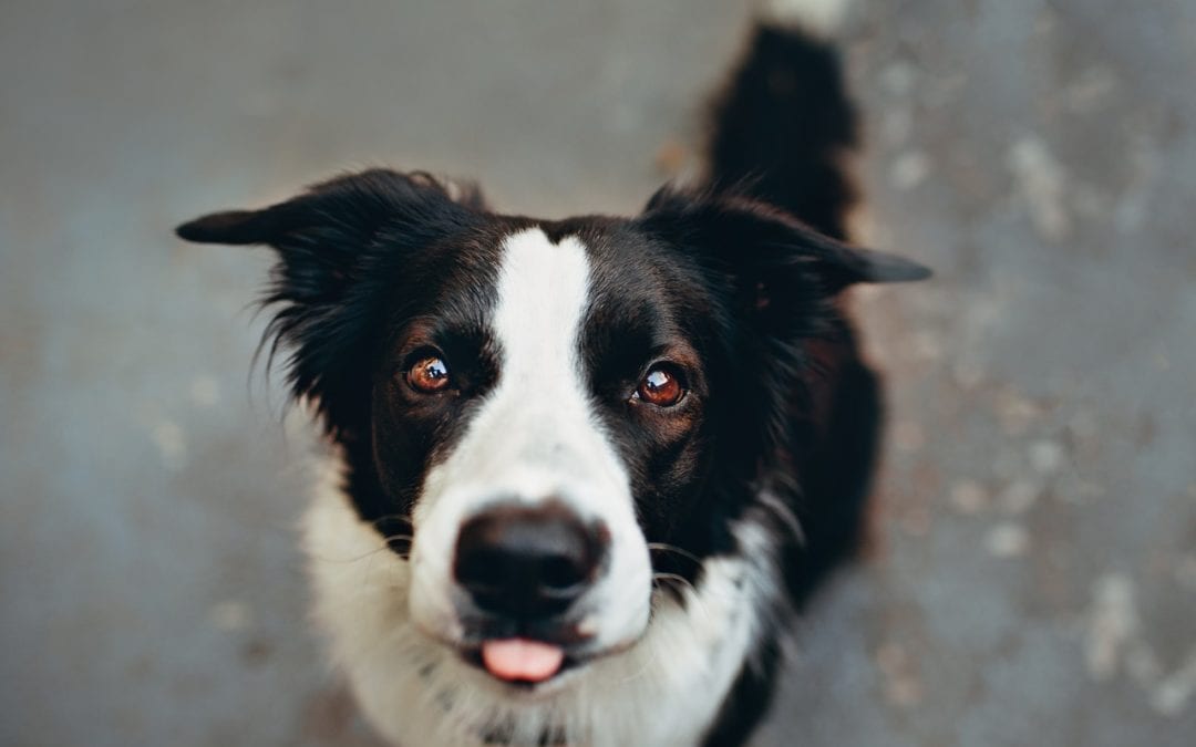 Deciphering Your Dog's Body Language - Village Gate Animal Hospital & Pet  Resort