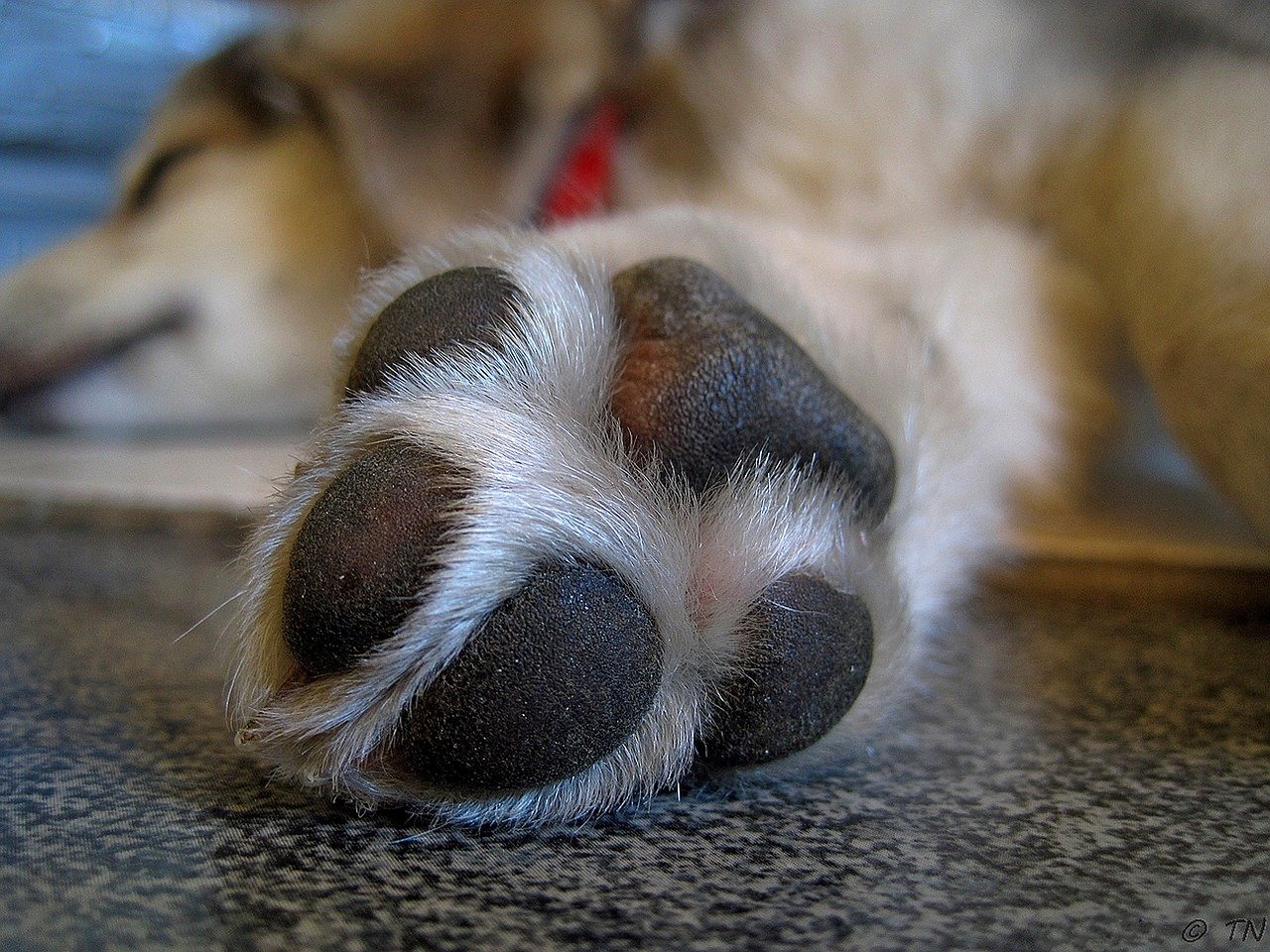 Paw Licking? Reasons Why Dogs Lick Their Paws. – Bella Maree Natural Animal  Products