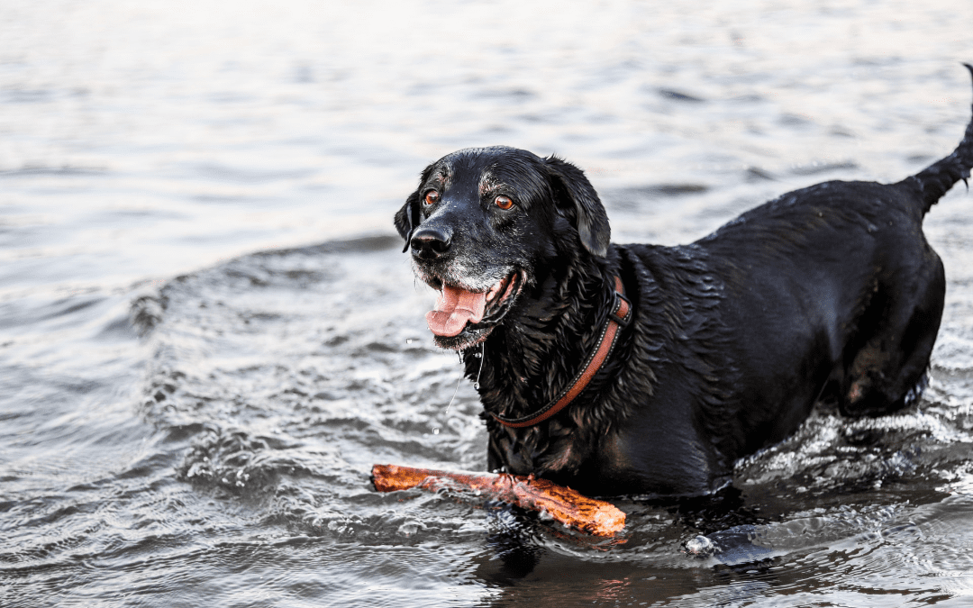 Potential Water Dangers for Your Pet