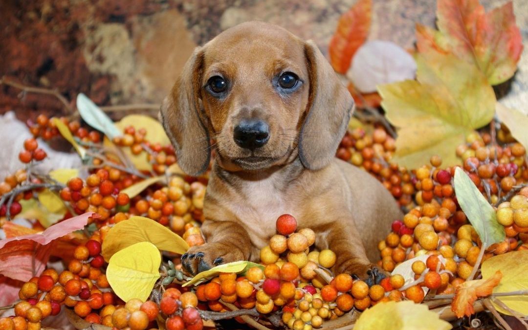 Safe Thanksgiving Foods For Your Pet