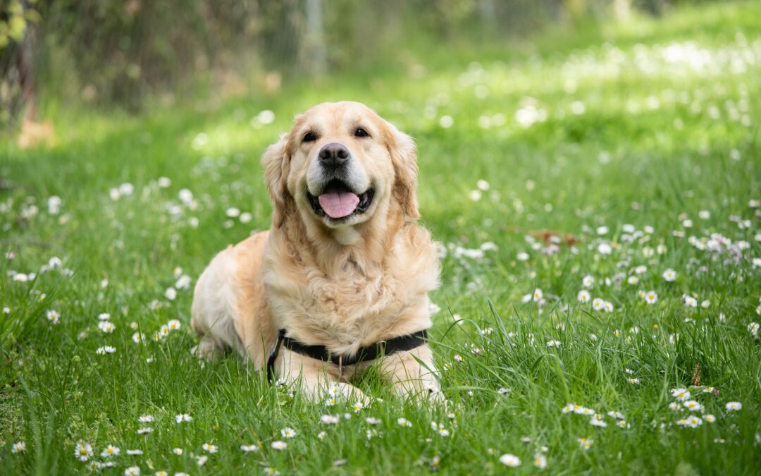 How to Prevent Lyme Disease in Pets
