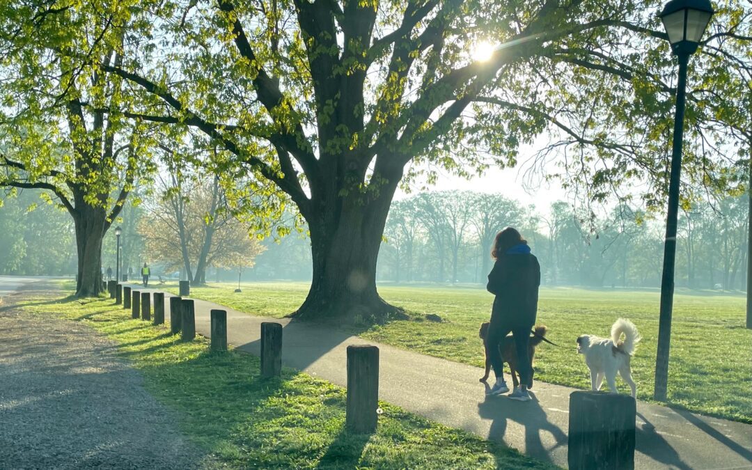 Owner walking dogs in an empty park